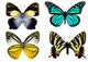 Some Various Butterflies White Wall Decal Design 2