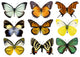 Some Various Butterflies White Wall Decal Design 1