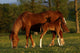 Mare and Foal Wall Mural