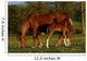 Mare and Foal Wall Mural