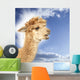Crying alpaca in front of blue sky Wall Mural