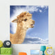 Crying alpaca in front of blue sky Wall Mural