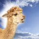 Crying alpaca in front of blue sky Wall Mural