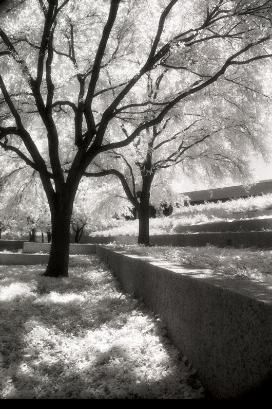 Infrared Trees