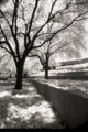 Infrared Trees