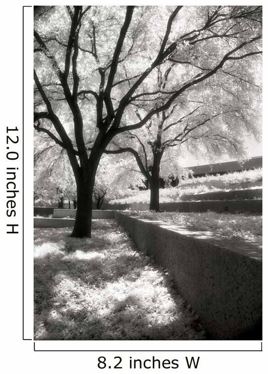 Infrared Trees