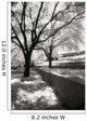 Infrared Trees