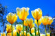 Bright Yellow-white Tulips