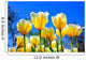 Bright Yellow-white Tulips
