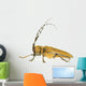 Insect Long Horn Beetle Wall Mural