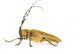 Insect Long Horn Beetle Wall Mural