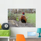 Common Pheasant Phasianus Colchicus