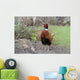 Common Pheasant Phasianus Colchicus