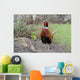 Common Pheasant Phasianus Colchicus