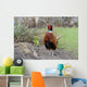 Common Pheasant Phasianus Colchicus