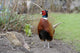 Common Pheasant Phasianus Colchicus