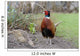 Common Pheasant Phasianus Colchicus