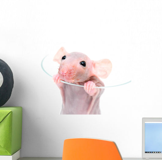 Close-up Hairless Rat Wall Decal