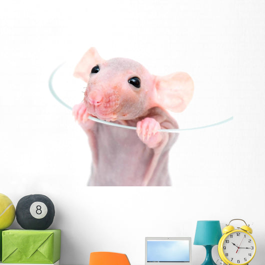 Close-up Hairless Rat Wall Decal