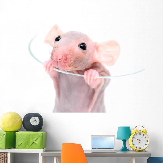 Close-up Hairless Rat Wall Decal