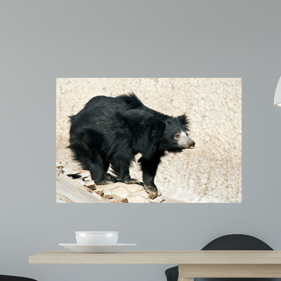 Curious Sloth Bear shown on a wall