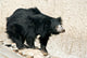 Curious Sloth Bear