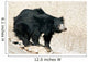 Curious Sloth Bear