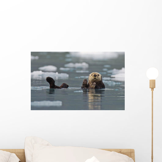 Sea Otter Swims On It's Back Amidst The Sea Ice Wall Mural