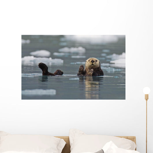 Sea Otter Swims On It's Back Amidst The Sea Ice Wall Mural