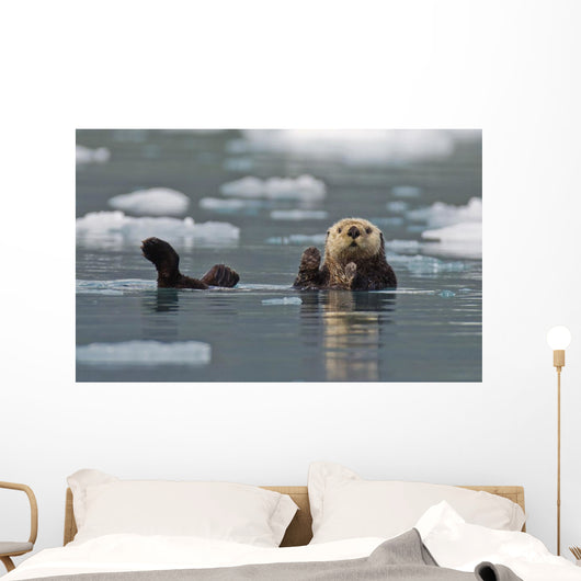 Sea Otter Swims On It's Back Amidst The Sea Ice Wall Mural
