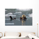 Sea Otter Swims On It's Back Amidst The Sea Ice Wall Mural