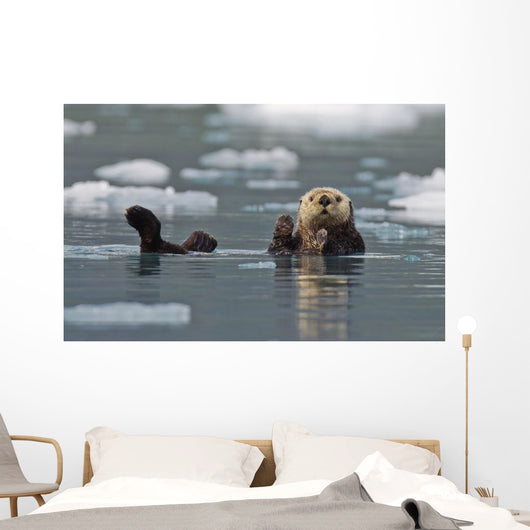 Sea Otter Swims On It's Back Amidst The Sea Ice Wall Mural
