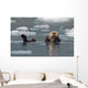 Sea Otter Swims On It's Back Amidst The Sea Ice Wall Mural