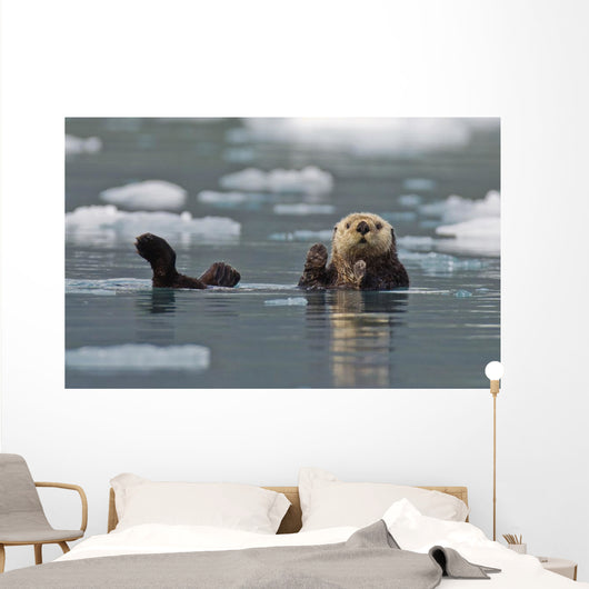 Sea Otter Swims On It's Back Amidst The Sea Ice Wall Mural