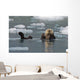Sea Otter Swims On It's Back Amidst The Sea Ice Wall Mural