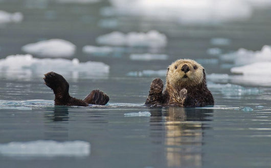 Sea Otter Swims On It's Back Amidst The Sea Ice Wall Mural