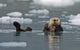 Sea Otter Swims On It's Back Amidst The Sea Ice Wall Mural