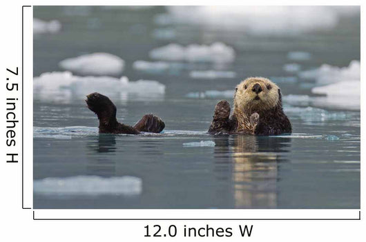 Sea Otter Swims On It's Back Amidst The Sea Ice Wall Mural