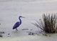 Little Blue Heron Wall Mural