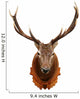 Deer Head Isolated on White Background Wall Decal