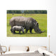 white rhinoceros with 2 weeks calf Wall Mural