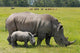 white rhinoceros with 2 weeks calf Wall Mural