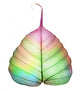 Abstract Colorful Leaf White Wall Decal