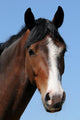 The Horses Head Wall Mural