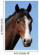 The Horses Head Wall Mural