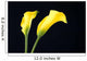 Two Yellow Calla Lilies