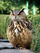 Eurasian Eagle Owl