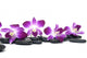 Orchid Flower Still Life Wall Decal