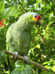 Cotorra Parrot Green From Central America Wall Mural