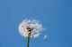 Dandelion Wall Mural